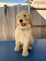 Noble, a male Goldendoodle for sale in Cypress, TX – 3 of 4