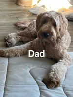 Pioneer , a male Goldendoodle for sale in Cypress, TX – 8 of 8