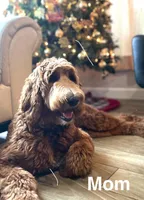 Believe, a male Goldendoodle for sale in Cypress, TX – 4 of 7