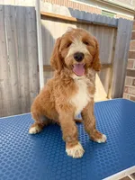 Believe , a male Goldendoodle for sale in Cypress, TX – 2 of 5