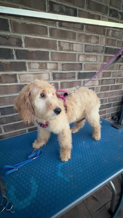 Joy, a female Goldendoodle for sale in Cypress, TX – 7 of 8
