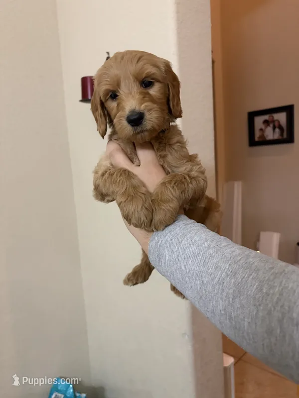 Hash – Goldendoodle puppy for sale in Cypress, TX