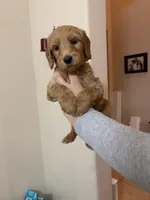 Hash, a male Goldendoodle for sale in Cypress, TX – 1 of 1