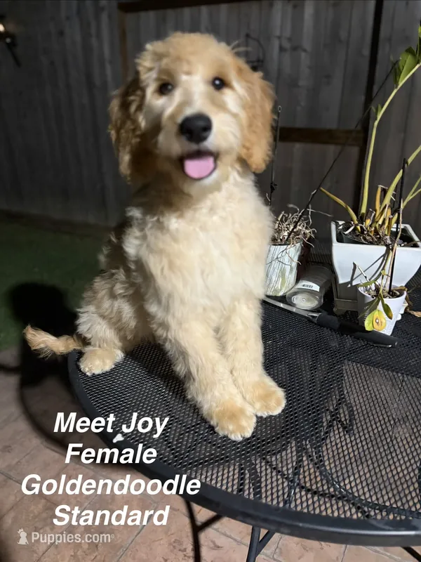 Joy – Goldendoodle puppy for sale in Cypress, TX