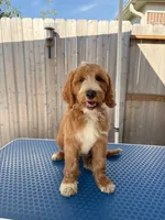 Believe, a male Goldendoodle for sale in Cypress, TX – 3 of 7