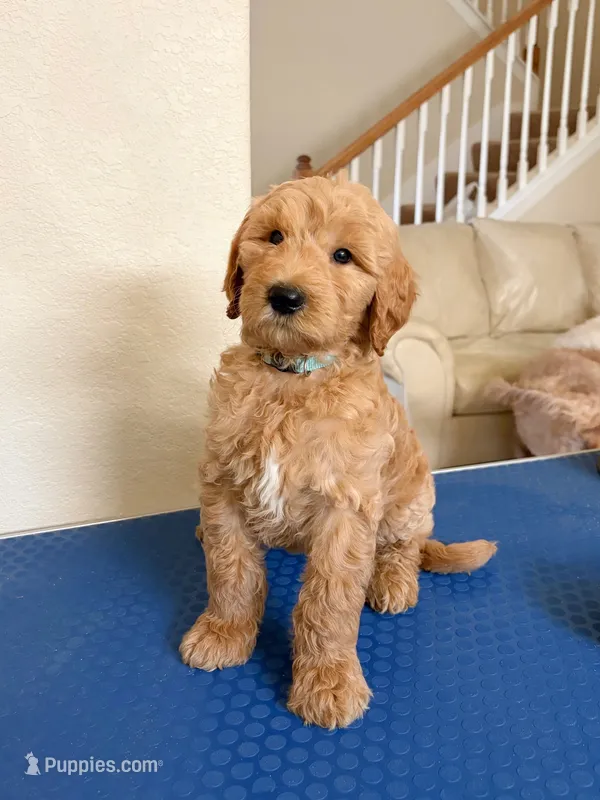 Pioneer  – Goldendoodle puppy for sale in Cypress, TX