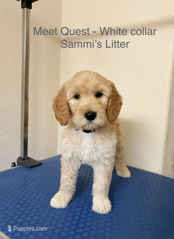 Quest – Goldendoodle puppy for sale in Cypress, TX