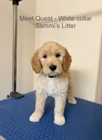 Quest, a male Goldendoodle for sale in Cypress, TX – 1 of 4