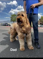 Joy, a female Goldendoodle for sale in Cypress, TX – 6 of 8