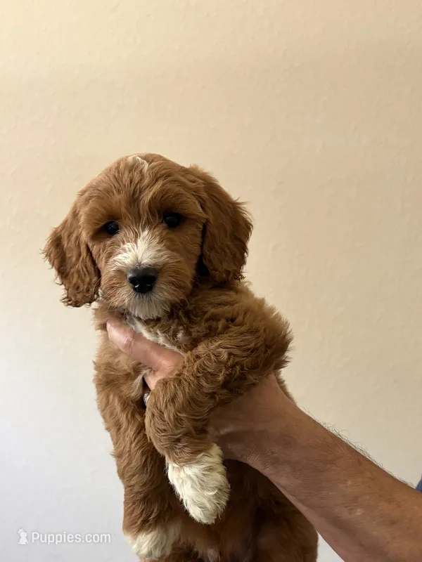 Heaven – Goldendoodle puppy for sale in Cypress, TX