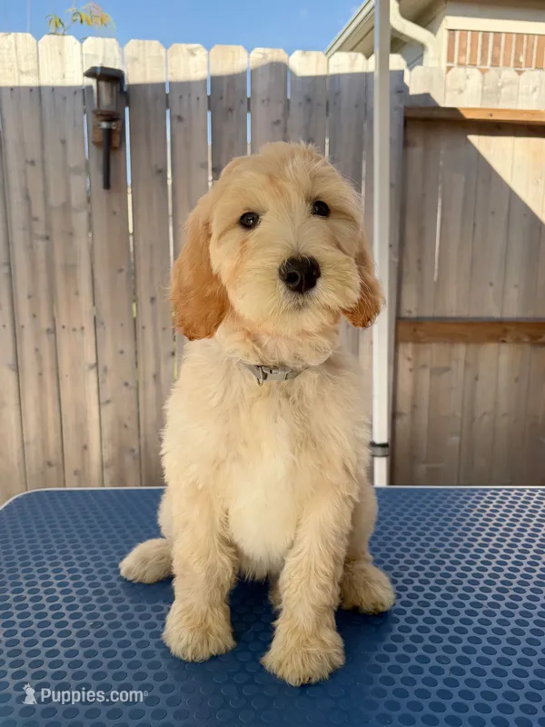 Noble – Goldendoodle puppy for sale in Cypress, TX