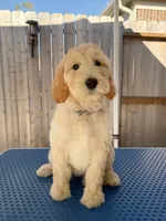 Noble, a male Goldendoodle for sale in Cypress, TX – 1 of 4