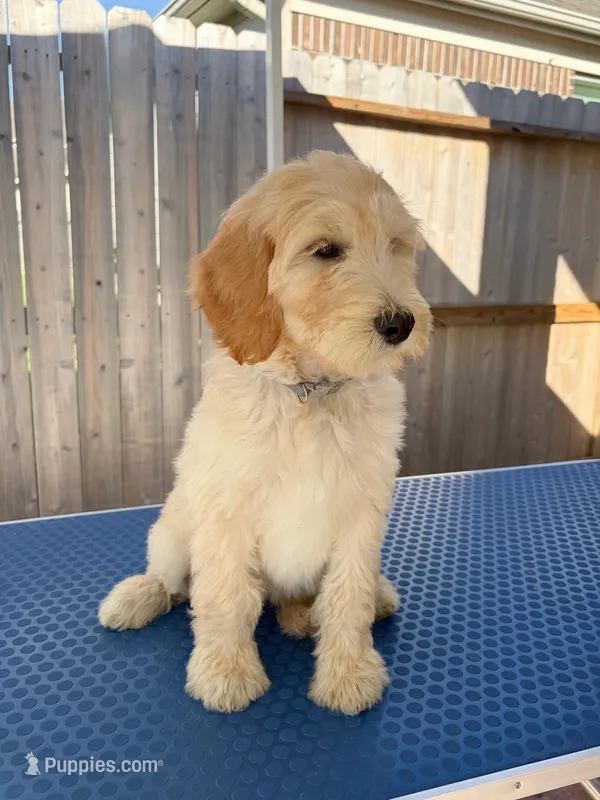 Strength – Goldendoodle puppy for sale in Cypress, TX