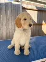 Strength, a male Goldendoodle for sale in Cypress, TX – 1 of 1