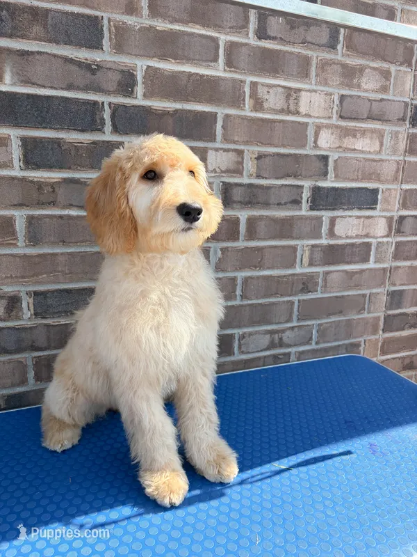 Joy – Goldendoodle puppy for sale in Cypress, TX