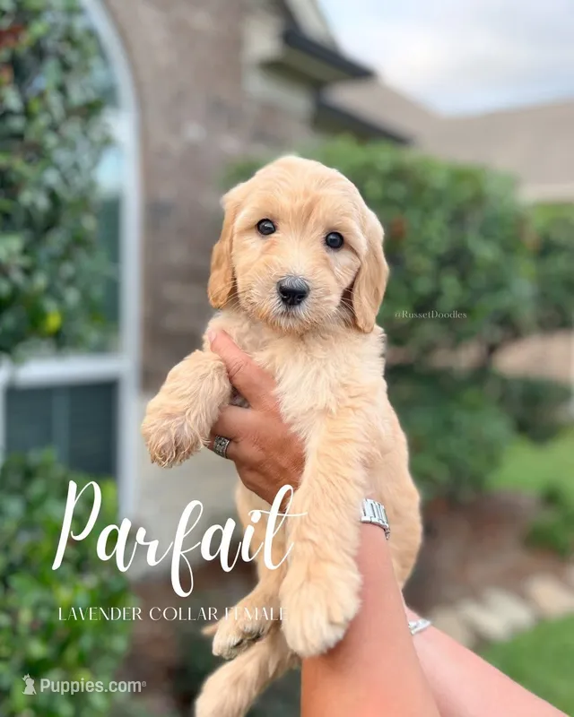 Parfait – Goldendoodle puppy for sale in Cypress, TX