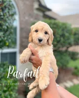 Parfait, a male Goldendoodle for sale in Cypress, TX – 1 of 1