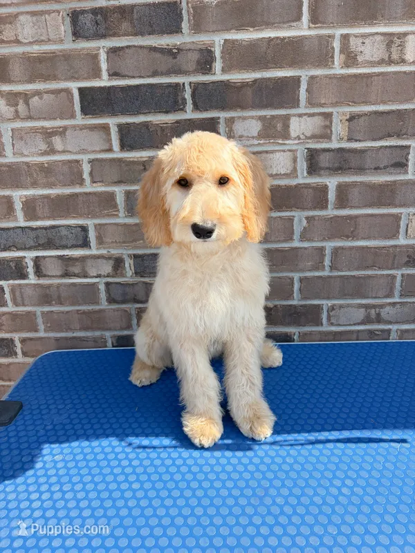 Joy – Goldendoodle puppy for sale in Cypress, TX