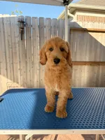 Heaven , a male Goldendoodle for sale in Cypress, TX – 3 of 4