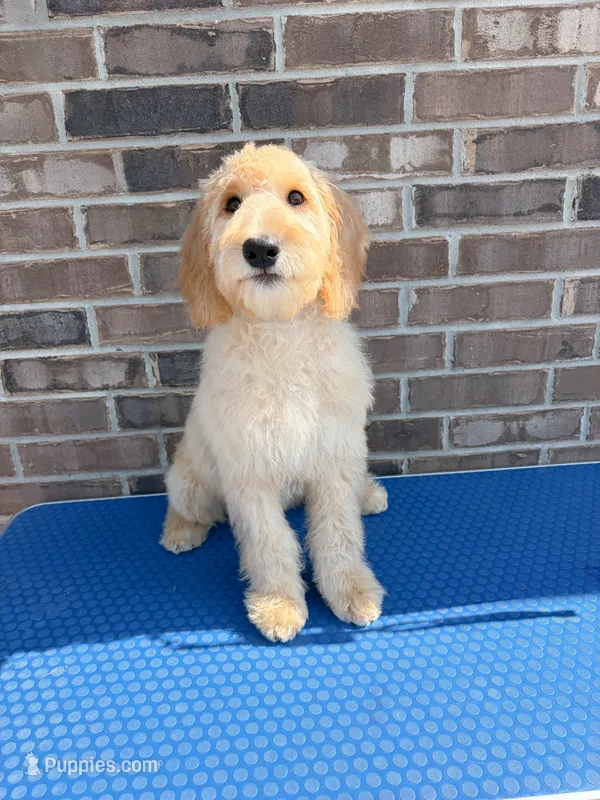 Joy – Goldendoodle puppy for sale in Cypress, TX