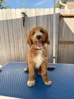 Believe , a male Goldendoodle for sale in Cypress, TX – 3 of 5