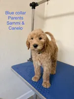 Pioneer , a male Goldendoodle for sale in Cypress, TX – 2 of 8