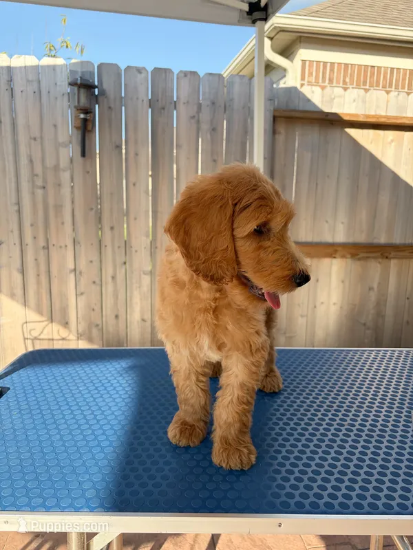 Heaven  – Goldendoodle puppy for sale in Cypress, TX