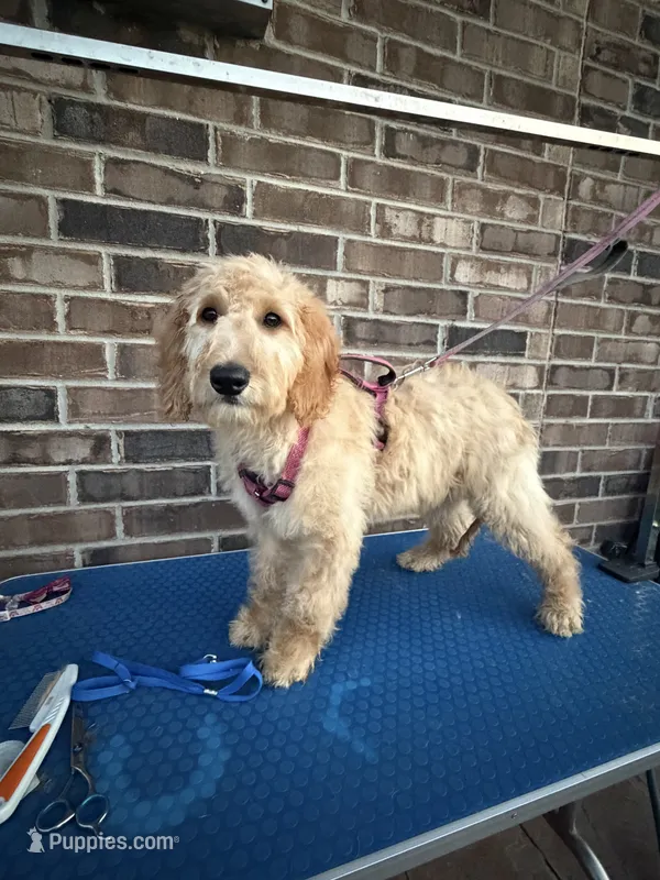 Joy – Goldendoodle puppy for sale in Cypress, TX