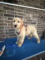 Joy, a female Goldendoodle for sale in Cypress, TX – 1 of 8