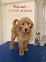Anchor , a male Goldendoodle for sale in Cypress, TX – 1 of 6