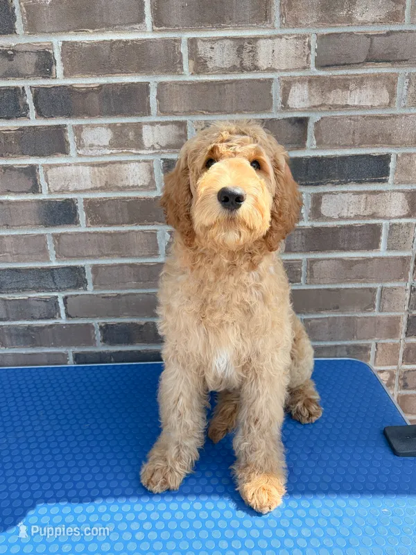 Pioneer  – Goldendoodle puppy for sale in Cypress, TX