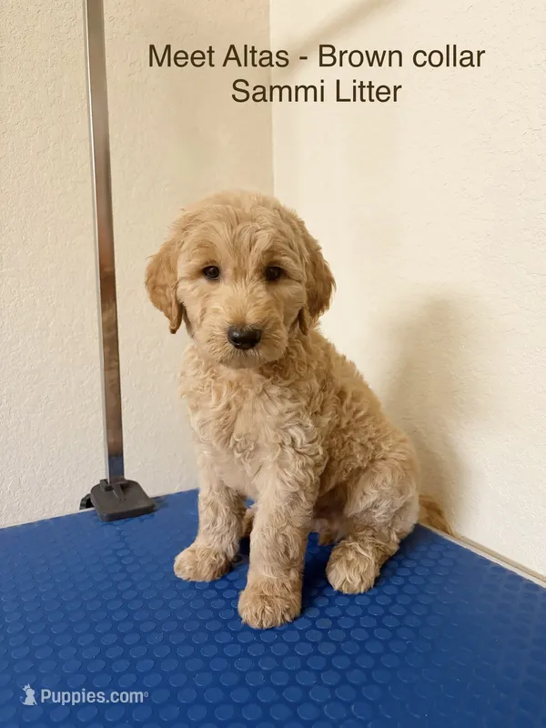 Atlas – Goldendoodle puppy for sale in Cypress, TX