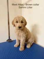 Atlas, a male Goldendoodle for sale in Cypress, TX – 1 of 4