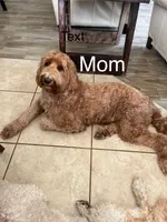 Believe, a male Goldendoodle for sale in Cypress, TX – 5 of 7