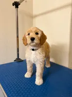 Quest, a male Goldendoodle for sale in Cypress, TX – 2 of 4