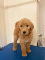 Anchor , a male Goldendoodle for sale in Cypress, TX – 2 of 6