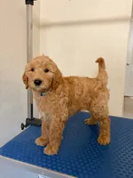 Pioneer , a male Goldendoodle for sale in Cypress, TX – 3 of 8