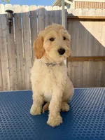 Noble, a male Goldendoodle for sale in Cypress, TX – 4 of 4