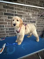 Joy, a female Goldendoodle for sale in Cypress, TX – 2 of 8