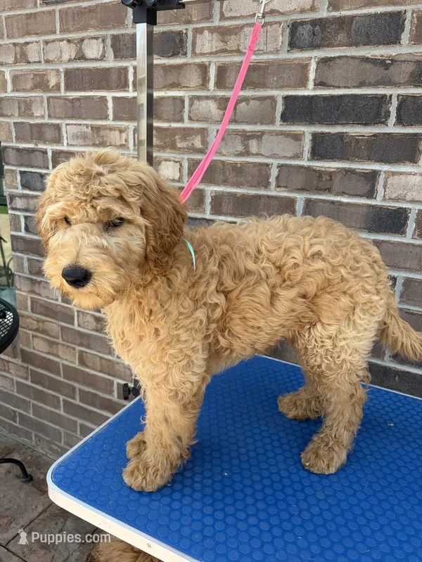 Pioneer  – Goldendoodle puppy for sale in Cypress, TX