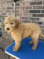 Pioneer , a male Goldendoodle for sale in Cypress, TX – 4 of 8
