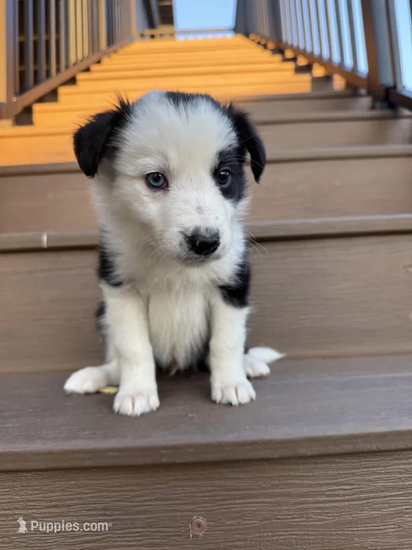 Red Collar Male – Border Collie puppy for sale in Milton, WI