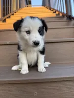 Red Collar Male, a male Border Collie for sale in Milton, WI – Photo 1 of 3