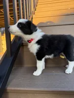 Red Collar Male, a male Border Collie for sale in Milton, WI – Photo 2 of 3