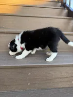 Red Collar Male, a male Border Collie for sale in Milton, WI – Photo 3 of 3
