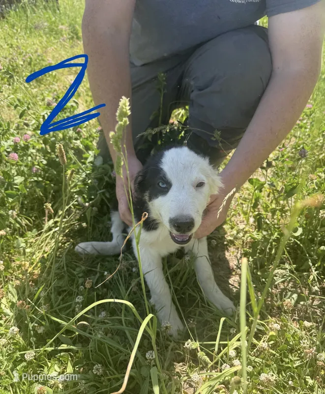 Orange Collar Male – Border Collie puppy for sale in Milton, WI