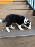 Black Collar Male, a male Border Collie for sale in Milton, WI – Photo 2 of 3