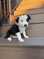 Black Collar Male, a male Border Collie for sale in Milton, WI – Photo 1 of 3