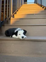 Black Collar Male, a male Border Collie for sale in Milton, WI – Photo 3 of 3