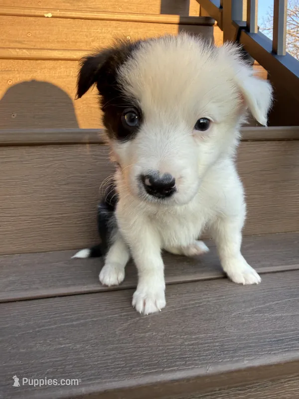 Orange Collar Male – Border Collie puppy for sale in Milton, WI